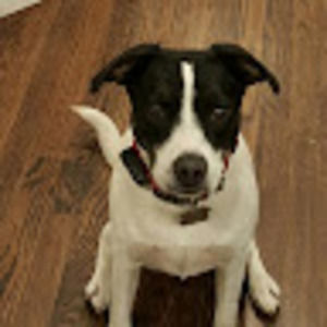 Meet your Posher, Patrick